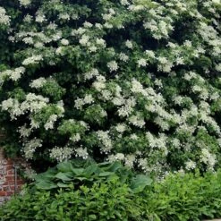 Hydrangea Anomala Subsp. Petiolaris -Garden Plant Store pl0000001665 card4 lg