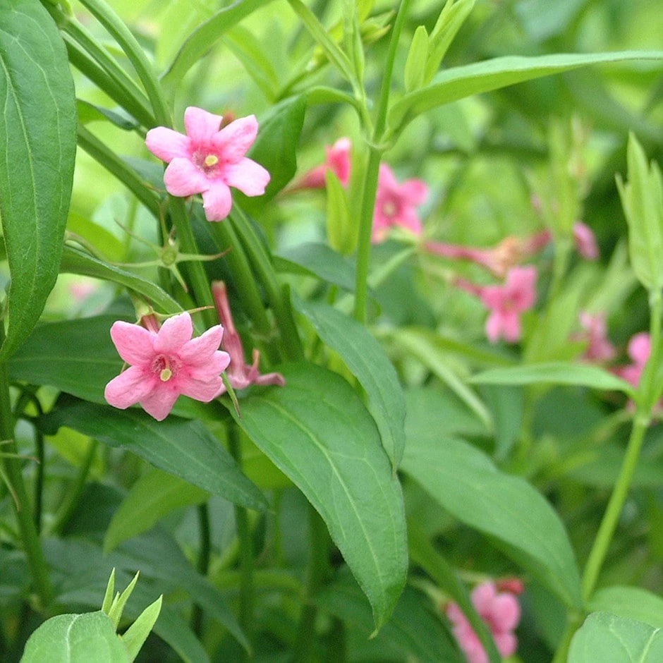 Jasminum beesianum Jasminum Beesianum -Garden Plant Store pl0000001666