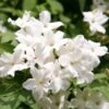 Jasminum Officinale -Garden Plant Store pl0000001668