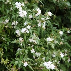 Jasminum Officinale -Garden Plant Store pl0000001668 card3 lg