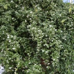 Jasminum Officinale -Garden Plant Store pl0000001668 card4 lg