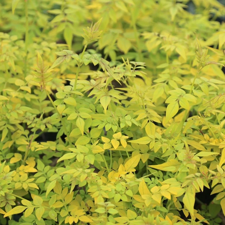 Jasminum officinale Fiona Sunrise ('Frojas') (PBR) Jasminum Officinale Fiona Sunrise ('Frojas') (PBR) -Garden Plant Store pl0000001670