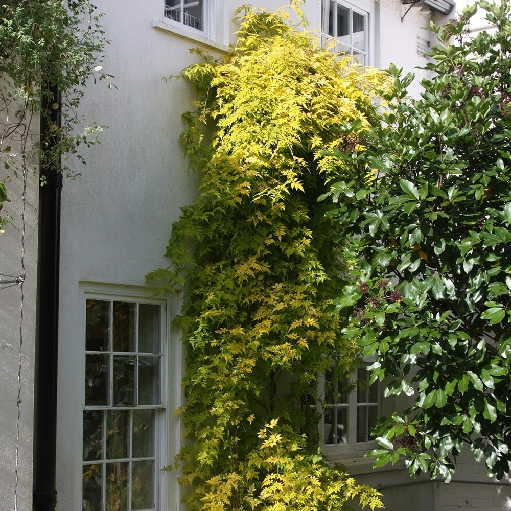 Jasminum officinale Fiona Sunrise ('Frojas') (PBR) Jasminum Officinale Fiona Sunrise ('Frojas') (PBR) -Garden Plant Store pl0000001670 card2 lg