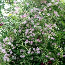 Jasminum × Stephanense -Garden Plant Store pl0000001673 card3 lg