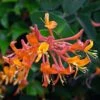 Lonicera 'Mandarin' 4 Lonicera 'Mandarin' -Garden Plant Store pl0000001680