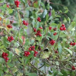 Lonicera Periclymenum 'Belgica' -Garden Plant Store pl0000001683 card4 lg