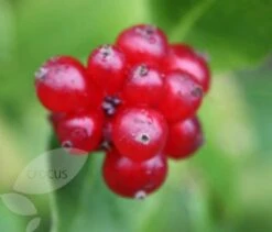 Lonicera Periclymenum 'Serotina' -Garden Plant Store pl0000001685 card4 lg