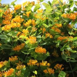 Lonicera × Tellmanniana -Garden Plant Store pl0000001690 card3 lg