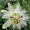 Passiflora Caerulea 'Constance Eliott' 2 Passiflora Caerulea 'Constance Eliott' -Garden Plant Store pl0000001698