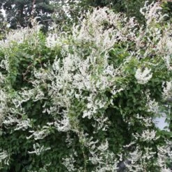 Fallopia Baldschuanica