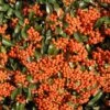 Pyracantha Saphyr Orange ('Cadange') -Garden Plant Store pl0000001709
