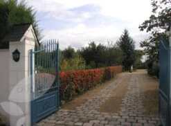 Pyracantha Saphyr Orange ('Cadange') -Garden Plant Store pl0000001709 card4 lg