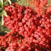 Pyracantha Saphyr Rouge ('Cadrou') 5 Pyracantha Saphyr Rouge ('Cadrou') -Garden Plant Store pl0000001713
