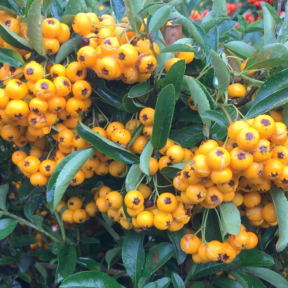 Pyracantha Saphyr Jaune ('Cadaune') Pyracantha Saphyr Jaune ('Cadaune') -Garden Plant Store pl0000001714