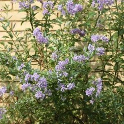 Solanum Crispum 'Glasnevin' -Garden Plant Store pl0000001720 card3 lg