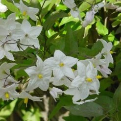 Solanum Laxum 'Album' -Garden Plant Store pl0000001722 card3 lg