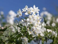 Solanum Laxum 'Album' -Garden Plant Store pl0000001722 card4 lg