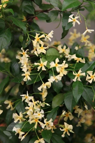 Trachelospermum asiaticum Trachelospermum Asiaticum -Garden Plant Store pl0000001727 card2 lg