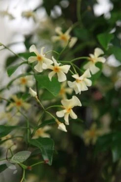 Trachelospermum Asiaticum 2 Trachelospermum Asiaticum -Garden Plant Store pl0000001727 card3 lg