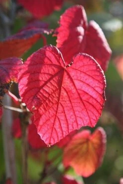 Vitis Coignetiae -Garden Plant Store pl0000001730 card3 lg