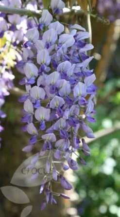 Wisteria Floribunda -Garden Plant Store pl0000001735 card3 lg