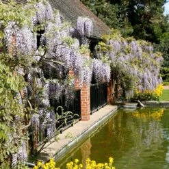 Wisteria Floribunda -Garden Plant Store pl0000001735 card5 lg