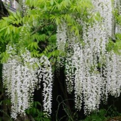 Wisteria Floribunda F. Alba 'Shiro-noda'