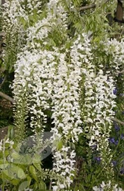 Wisteria Floribunda F. Alba 'Shiro-noda' -Garden Plant Store pl0000001736 card4 lg