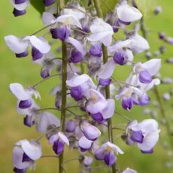 Wisteria × Valderi 'Burford' -Garden Plant Store pl0000001738 card3 lg
