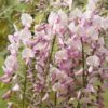 Wisteria Floribunda F. Rosea 'Hon-beni' -Garden Plant Store pl0000001742