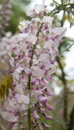 Wisteria Floribunda F. Rosea 'Hon-beni' -Garden Plant Store pl0000001742 card4 lg