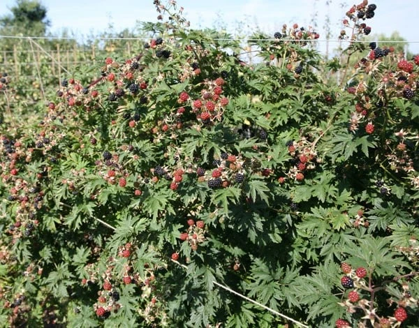 blackberry 'Oregon Thornless' Blackberry 'Oregon Thornless' -Garden Plant Store pl0000001886 card2 lg