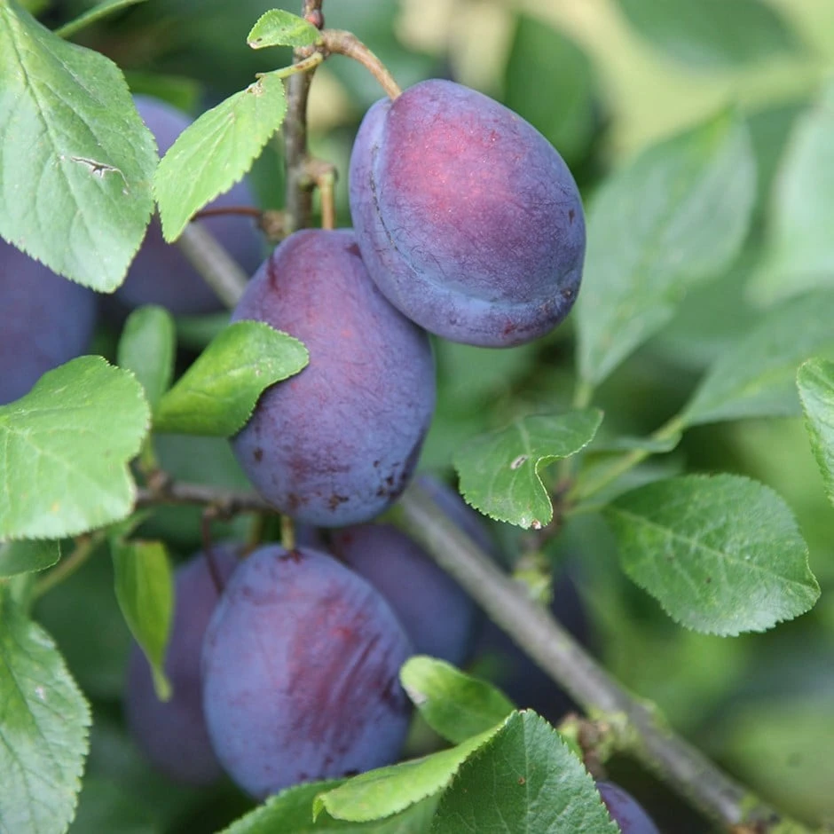plum 'Czar' Plum 'Czar' -Garden Plant Store pl0000001940