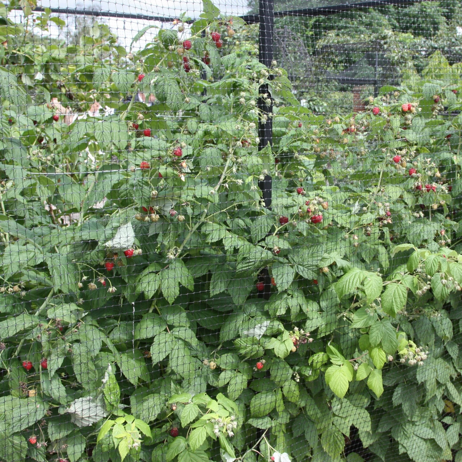 raspberry 'Autumn Bliss' Raspberry 'Autumn Bliss' -Garden Plant Store pl0000001947 card4 lg scaled