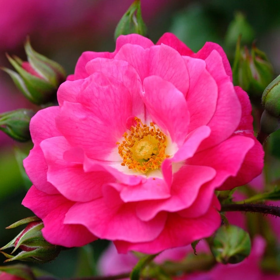 Rosa Pink Flower Carpet ('Noatraum') (PBR) Rosa Pink Flower Carpet ('Noatraum') (PBR) -Garden Plant Store pl0000002325