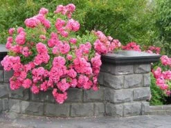Rosa Pink Flower Carpet ('Noatraum') (PBR) 2 Rosa Pink Flower Carpet ('Noatraum') (PBR) -Garden Plant Store pl0000002325 card4 lg
