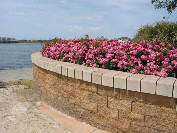 Rosa Pink Flower Carpet ('Noatraum') (PBR) Rosa Pink Flower Carpet ('Noatraum') (PBR) -Garden Plant Store pl0000002325 card5 lg