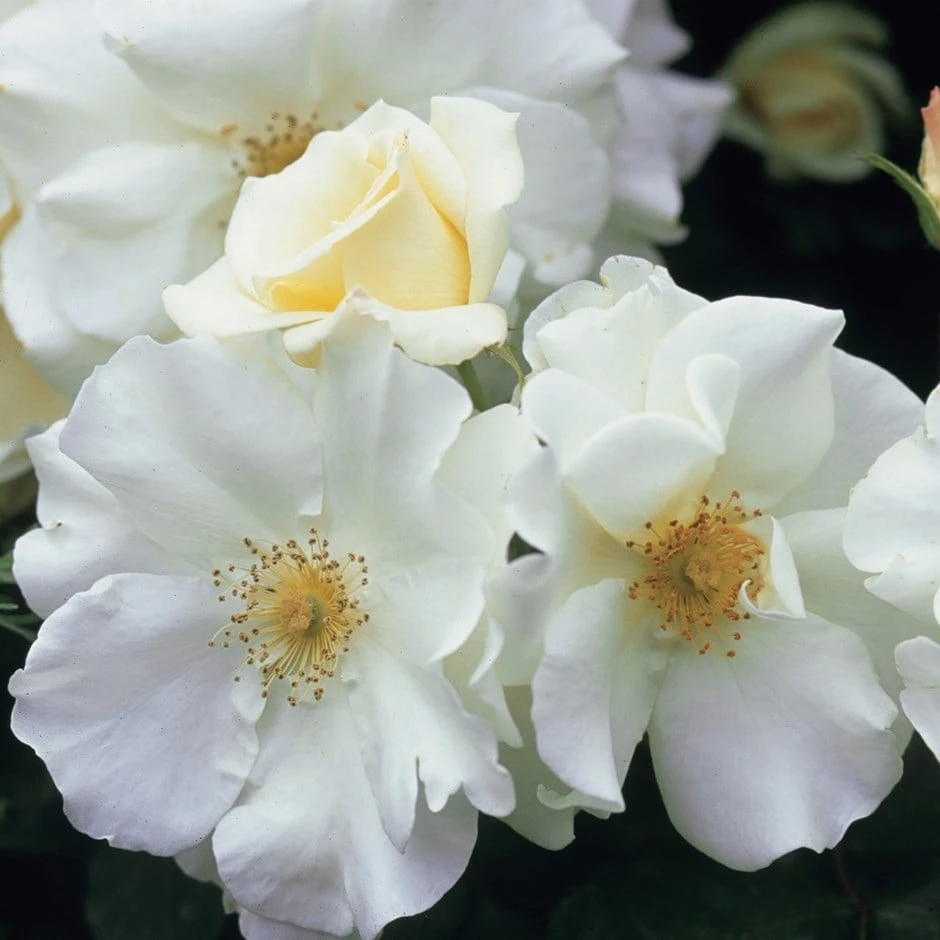 Rosa Flower Carpet White ('Noaschnee') (PBR) Rosa Flower Carpet White ('Noaschnee') (PBR) -Garden Plant Store pl0000002326