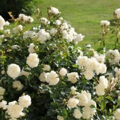 Rosa Flower Carpet White ('Noaschnee') (PBR) 3 Rosa Flower Carpet White ('Noaschnee') (PBR) -Garden Plant Store pl0000002326 card4 lg
