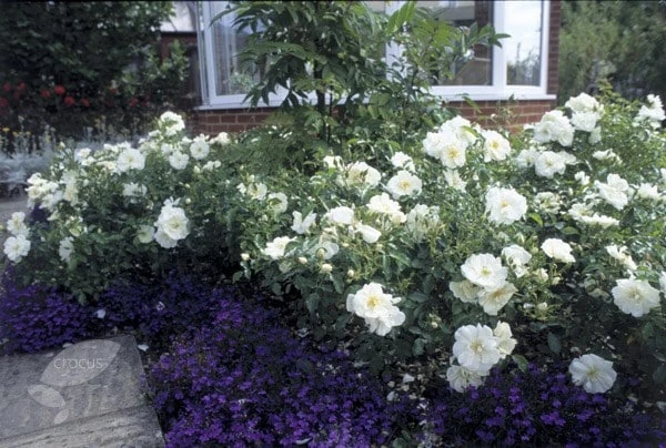 Rosa Flower Carpet White ('Noaschnee') (PBR) Rosa Flower Carpet White ('Noaschnee') (PBR) -Garden Plant Store pl0000002326 card5 lg