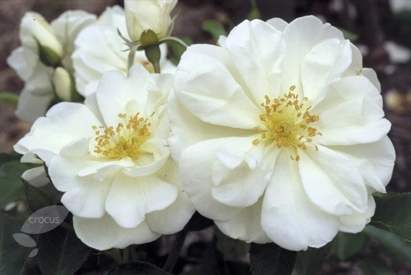 Rosa Flower Carpet White ('Noaschnee') (PBR) Rosa Flower Carpet White ('Noaschnee') (PBR) -Garden Plant Store pl0000002326 card6 lg