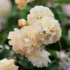 Rosa 'Buff Beauty' -Garden Plant Store pl0000002335