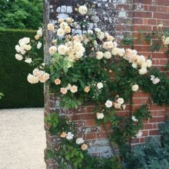 Rosa 'Buff Beauty' -Garden Plant Store pl0000002335 card3 lg