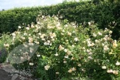 Rosa 'Buff Beauty' -Garden Plant Store pl0000002335 card4 lg