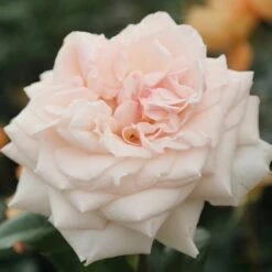 Rosa Penny Lane ('Hardwell') (PBR) -Garden Plant Store pl0000002359 card2 lg