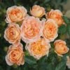 Rosa Sweet Dream ('Fryminicot')