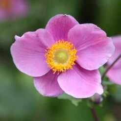 Anemone Hupehensis 'Hadspen Abundance'