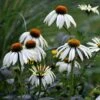 Echinacea Purpurea 'White Swan' 3 Echinacea Purpurea 'White Swan' -Garden Plant Store pl0000002725
