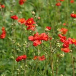 Geum 'Mrs J. Bradshaw' -Garden Plant Store pl0000002874 card3 lg