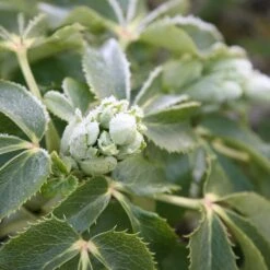 Helleborus × Sternii -Garden Plant Store pl0000002918 card3 lg
